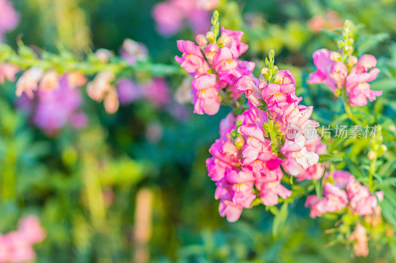 花坛背景上的金鱼草(Antirrhinum majus)的粉红色花朵。金鱼草，通常被称为金鱼草，是一种古老的花园宠儿，在最佳凉爽的夏季生长条件下。
